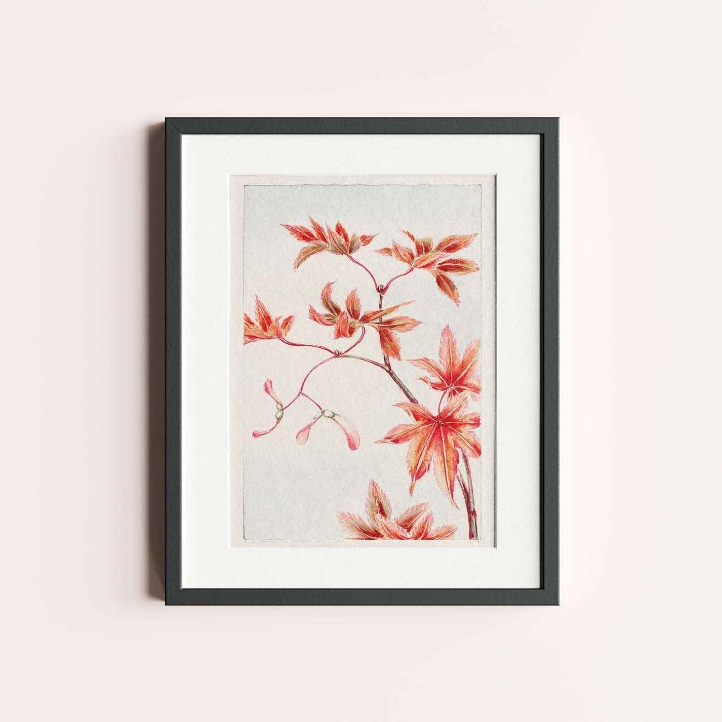 Branch of Momiji maple tree with leaves and seeds during 1870–1880