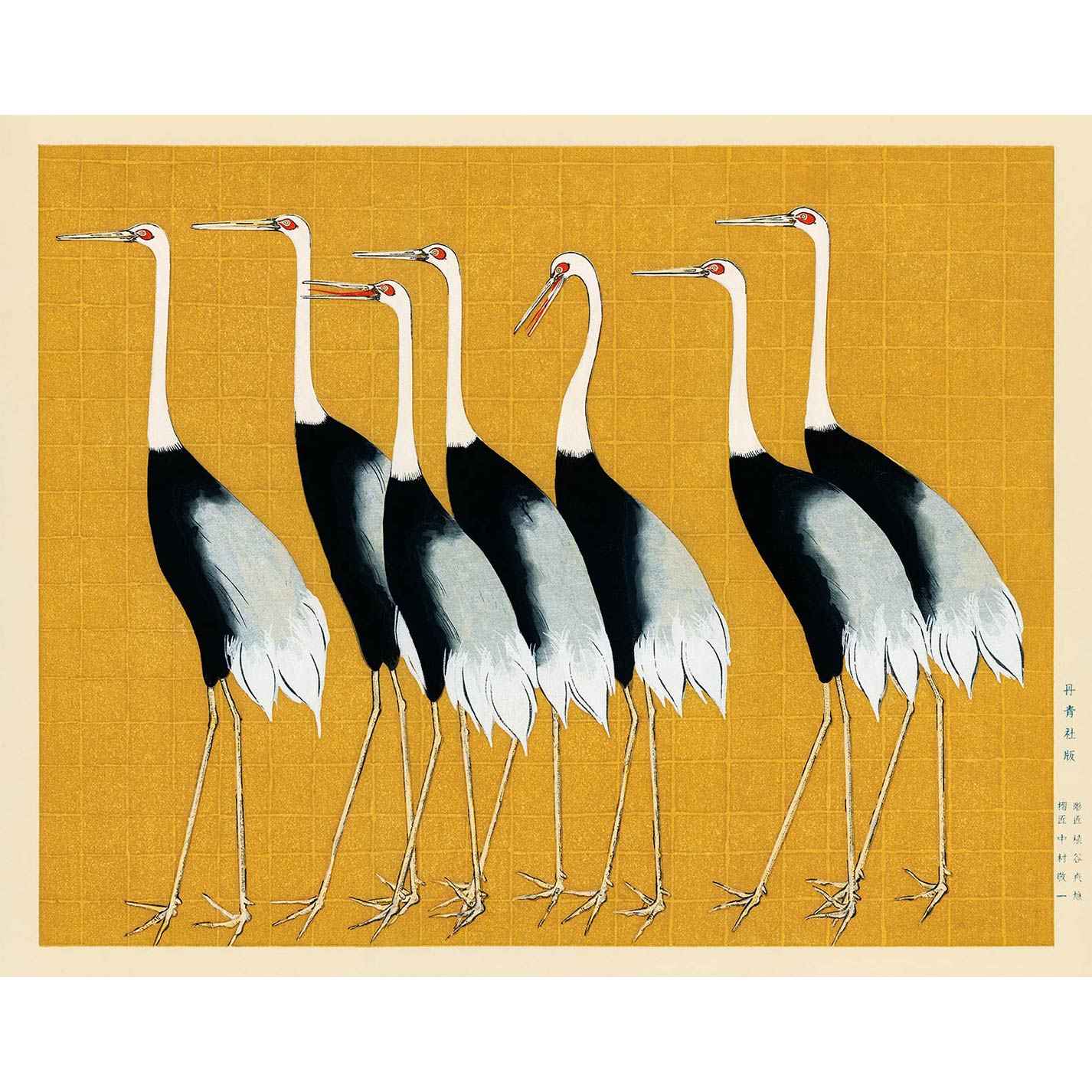 Flock of Beautiful Japanese Red Crown Crane