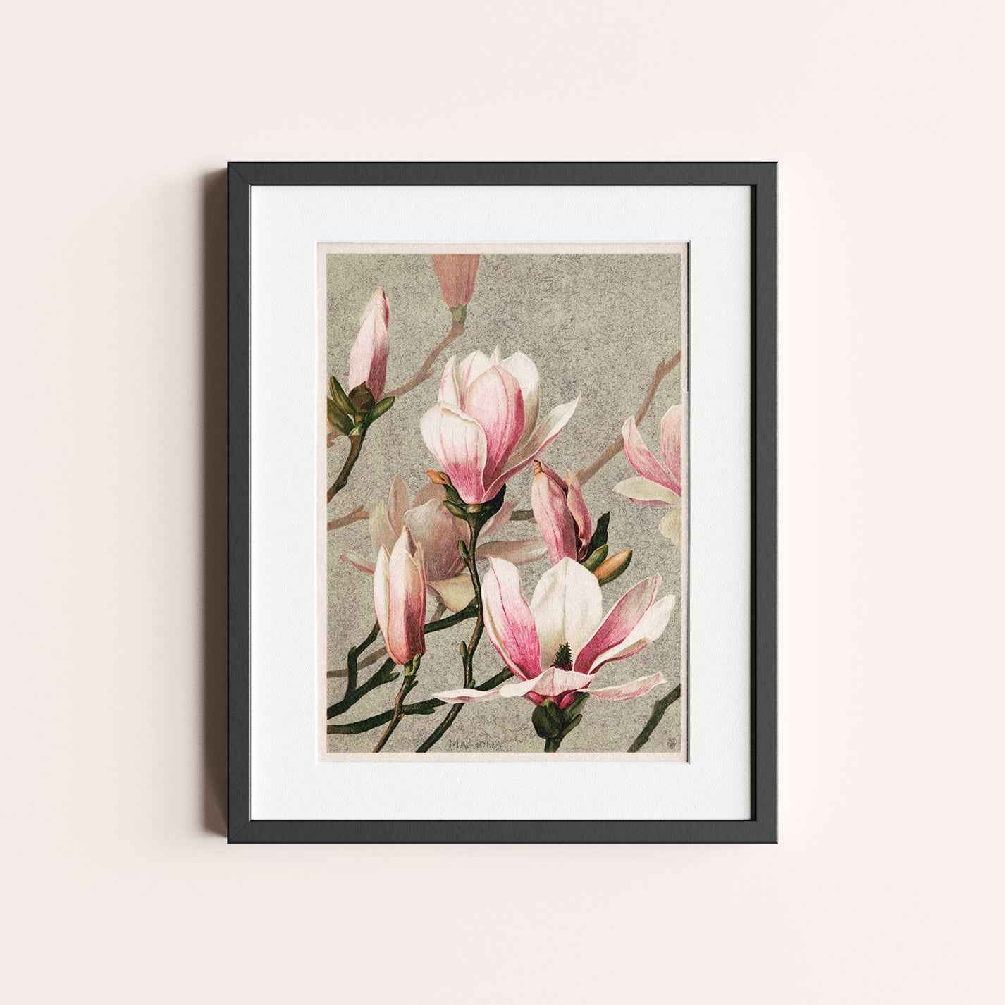 Magnolia