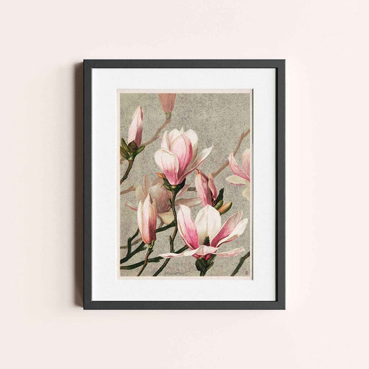 Magnolia