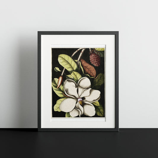 Magnolia altissima - heyvidashop
