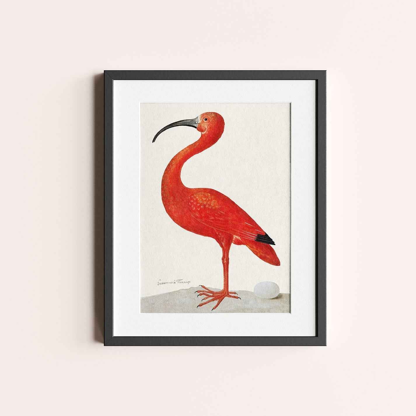 Scarlet Ibis with an Egg